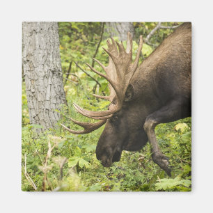 Imán Moose de significación