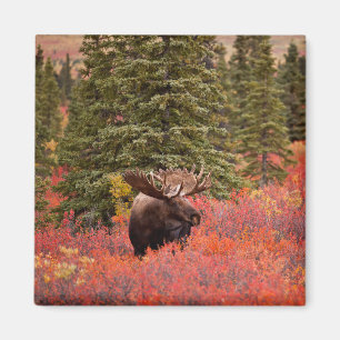 Imán Moose De Toro De pie en Birch Enano Rojo