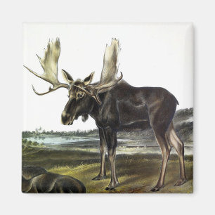Imán Moose Deer (Moose - Alces alces) de Audubon