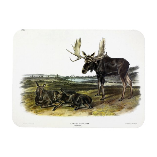 Imán Moose Deer (Moose - Alces alces) de Audubon (Horizontal)