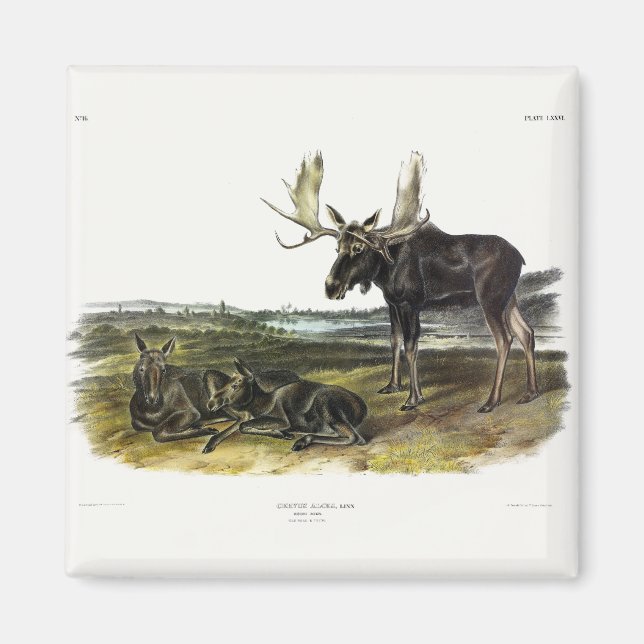 Imán Moose Deer (Moose - Alces alces) de Audubon (Frente)