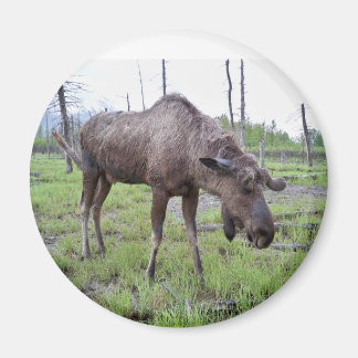 Imán Moose Magnet