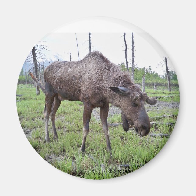 Imán Moose Magnet (Frente)