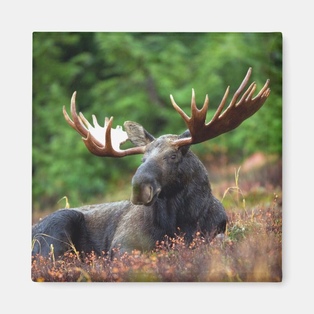 Imán Moose Magnet (Frente)