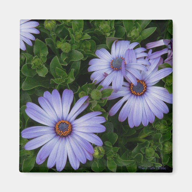 Imán Morado/Azul-Daisy-Magnet (Frente)