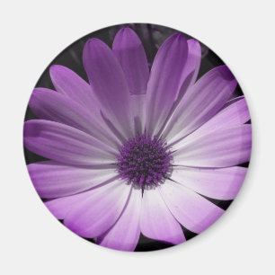 Imán morado de flores de margarita