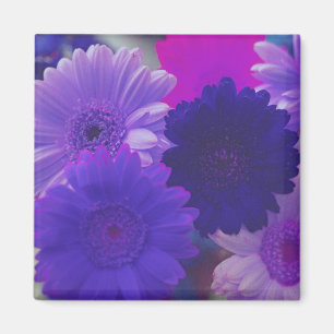 Imán Morado Gerbera Daisy Flowers Refrigerator Magnets