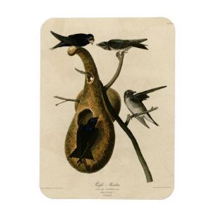 Imán Morado Martín de los pájaros de América de Audubon