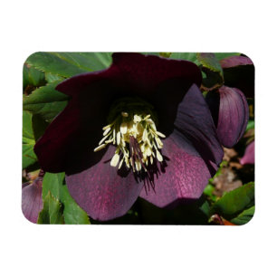 Imán Morado Rosa de Cuaresma, flor de Pascua