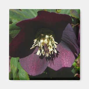 Imán Morado Rosa de Cuaresma, flor de Pascua