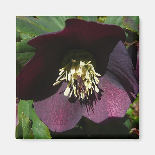 Imán Morado Rosa de Cuaresma, flor de Pascua (Frente)
