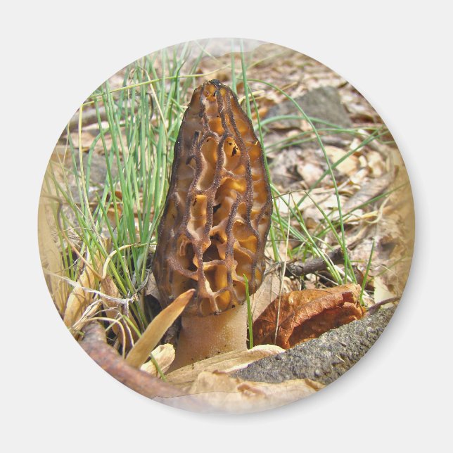 Imán Morel Mushroom (Frente)