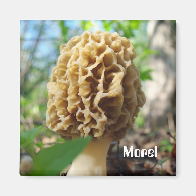 Imán Morel Mushroom Magnet (Frente)