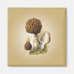 Imán Morel Mushroom Magnet