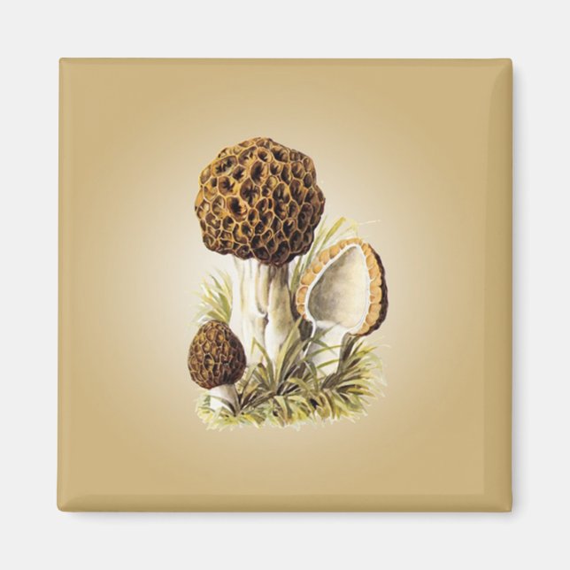 Imán Morel Mushroom Magnet (Frente)