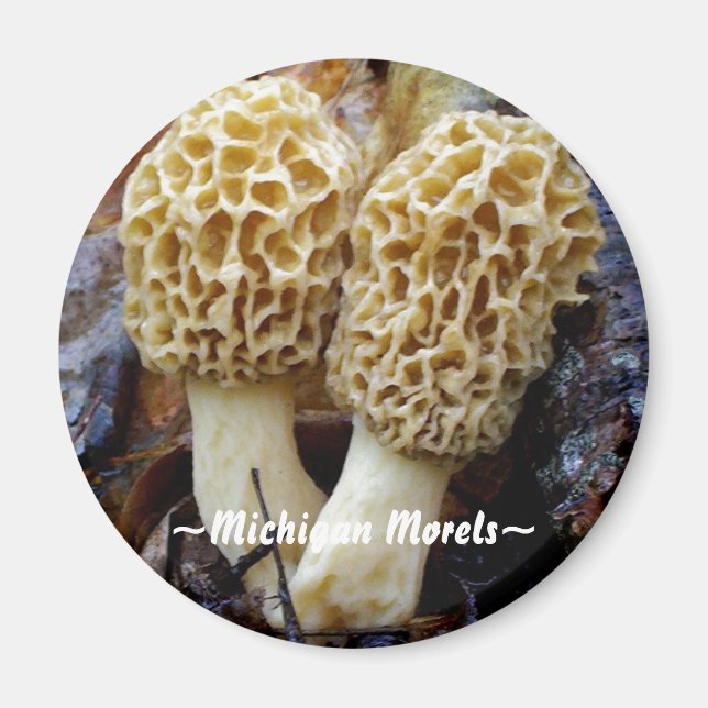 Imán Moreles gemelos amarillos, ~Michigan Morels~ (Frente)