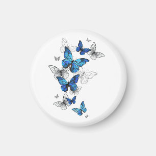 Imán Morfo de las mariposas voladoras azules
