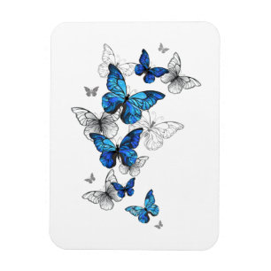 Imán Morfo de las mariposas voladoras azules