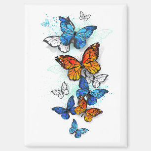 Imán Morfo y monarca de las mariposas voladoras