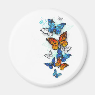 Imán Morfo y monarca de las mariposas voladoras