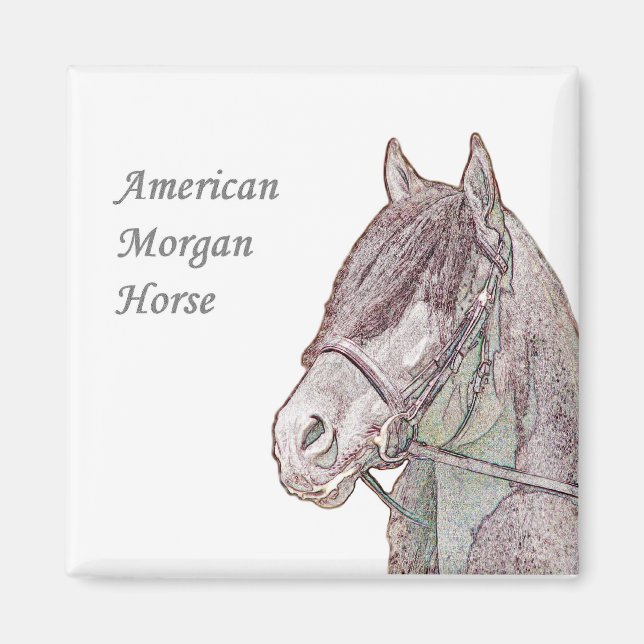 Imán Morgan Horse Magnet (Frente)