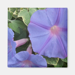 imán Morning Glories