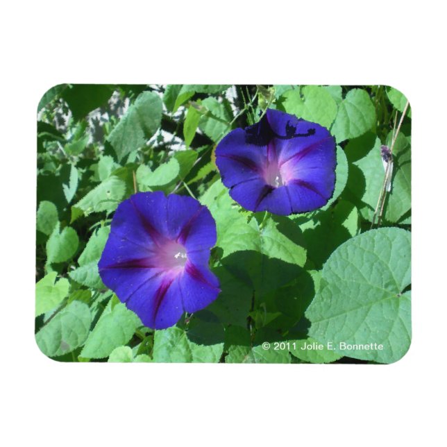Imán Morning Glories Flexi Magnet (Horizontal)