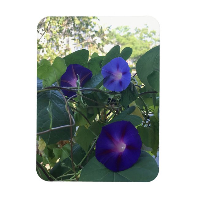 Imán Morning Glory Kaleidoscope (Vertical)