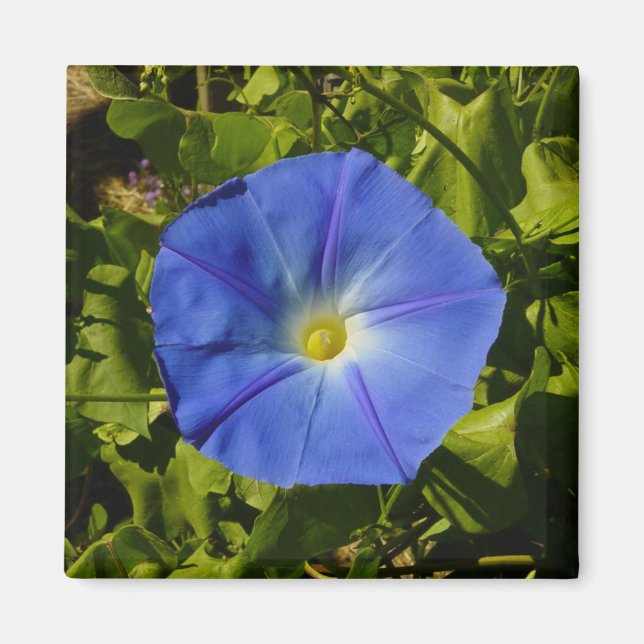 Imán Morning Glory Magnet (Frente)