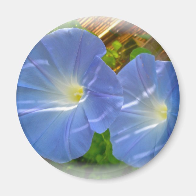 Imán Morning Glory Magnet (Frente)