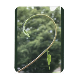 Imán Morning Glory Tendril and Leaf Magnet