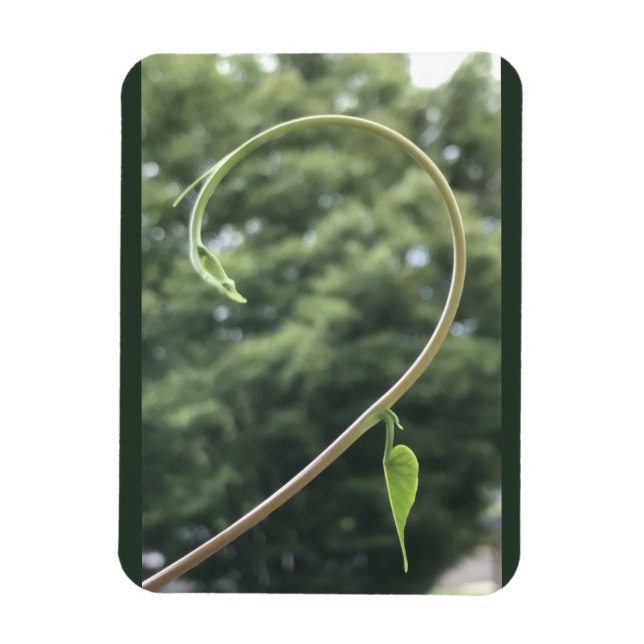 Imán Morning Glory Tendril and Leaf Magnet (Vertical)