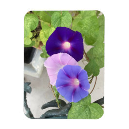 Imán Morning Glory Trio