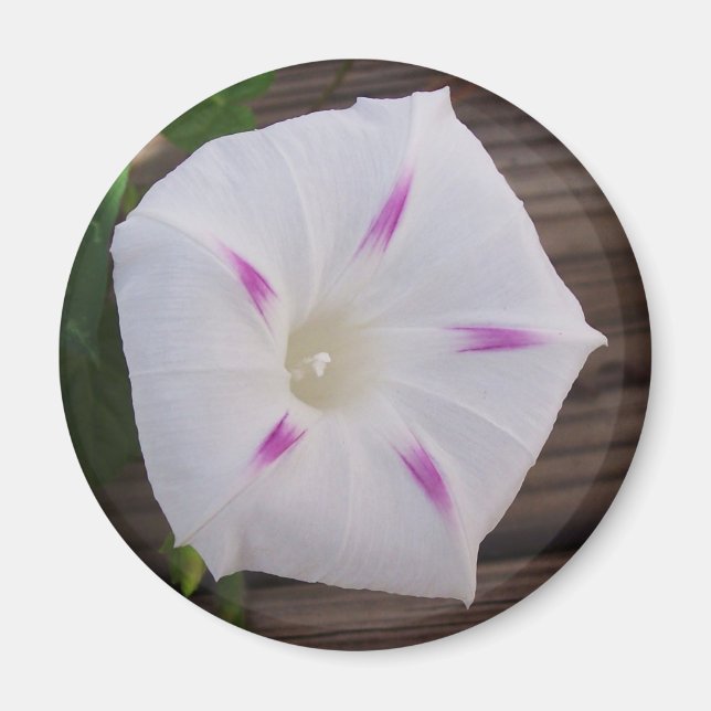Imán Morning Glory White (Frente)