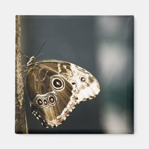 Imán Morpho peleides Magnet