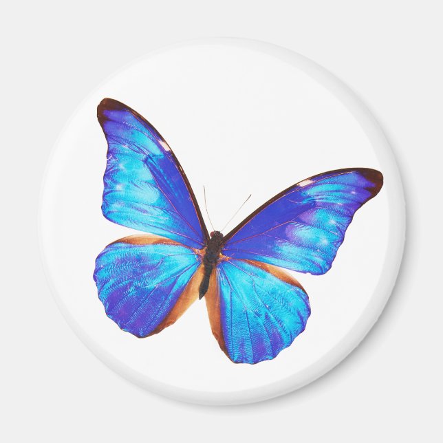 Imán Morpho rhetenor (Frente)