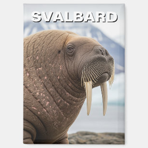 Imán Morsa en Svalbard Noruega