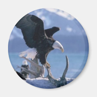 Imán mosca de águila2