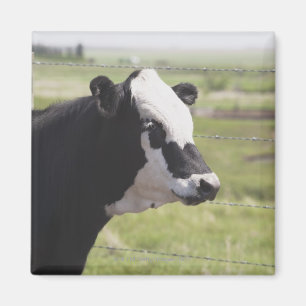 Imán Moseleigh, Alberta (Canadá)