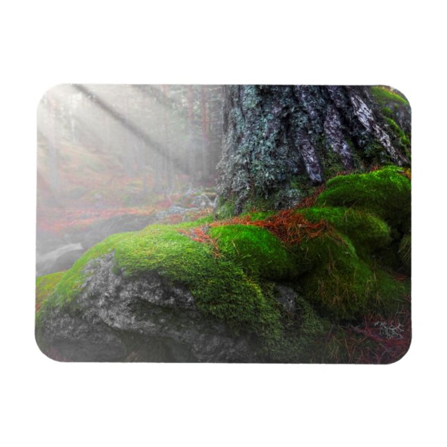 Imán Moss en el bosque (Horizontal)