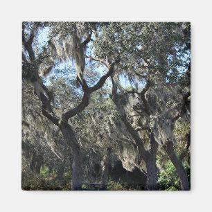 Imán Moss españoles de Florida