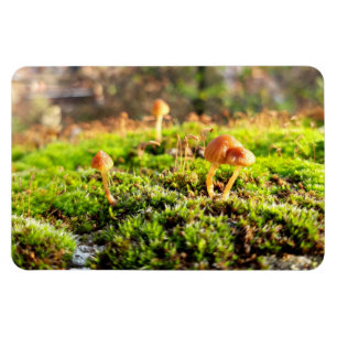 Imán Mossos y licores con hongos diminutos