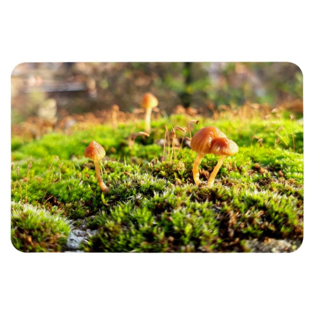 Imán Mossos y licores con hongos diminutos (Horizontal)