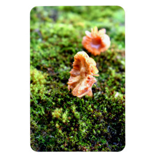 Imán Mossos y licores con hongos diminutos