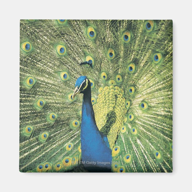 Imán Mostración de Peacock (Frente)