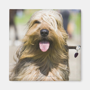 Imán mostrar la lengua, pelo largo, retrato