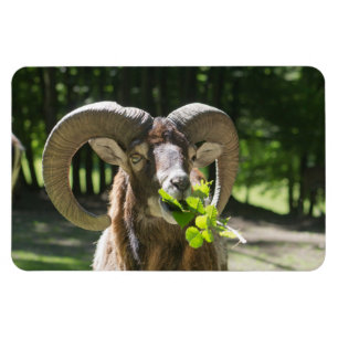 Imán Mouflon Ram
