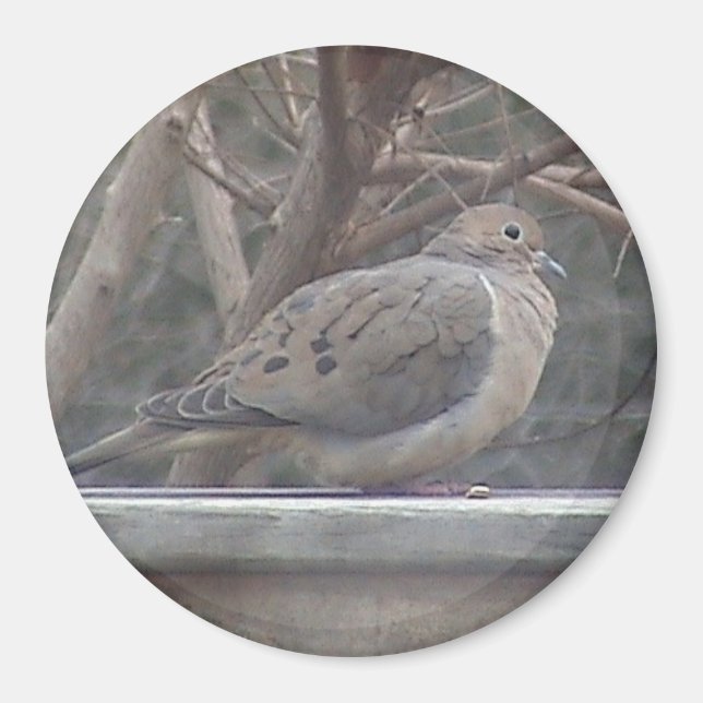 Imán Mourning Dove Magnet (Frente)