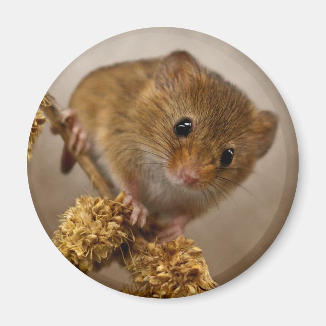 Imán Mousie Magnet (Frente)