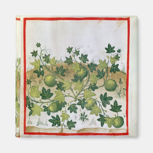 Imán Ms 3054 fol.20 Melons, de "Tacuinum Sanitatis" (Frente)